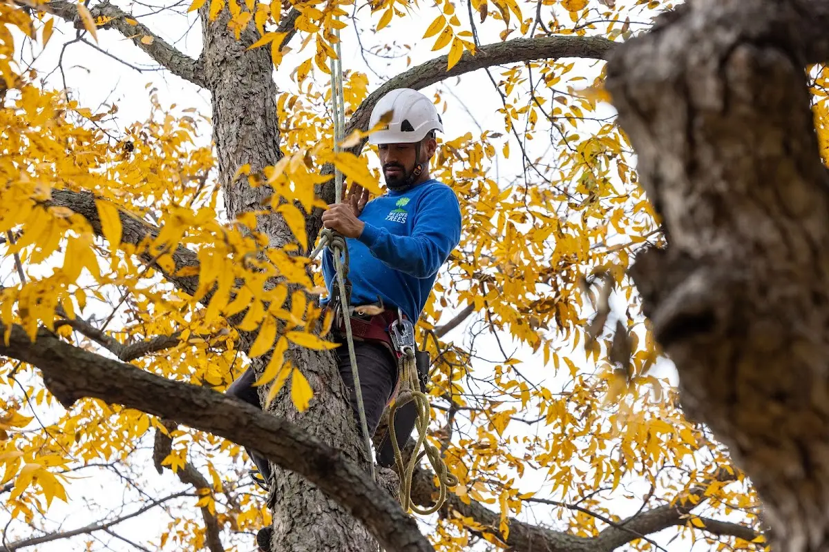 Skilled Storm Damage Cleanup crew working in Olanta