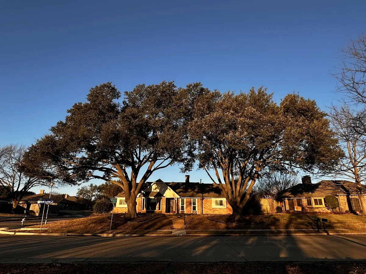 Established residential canopy tree shading a home in Olanta
